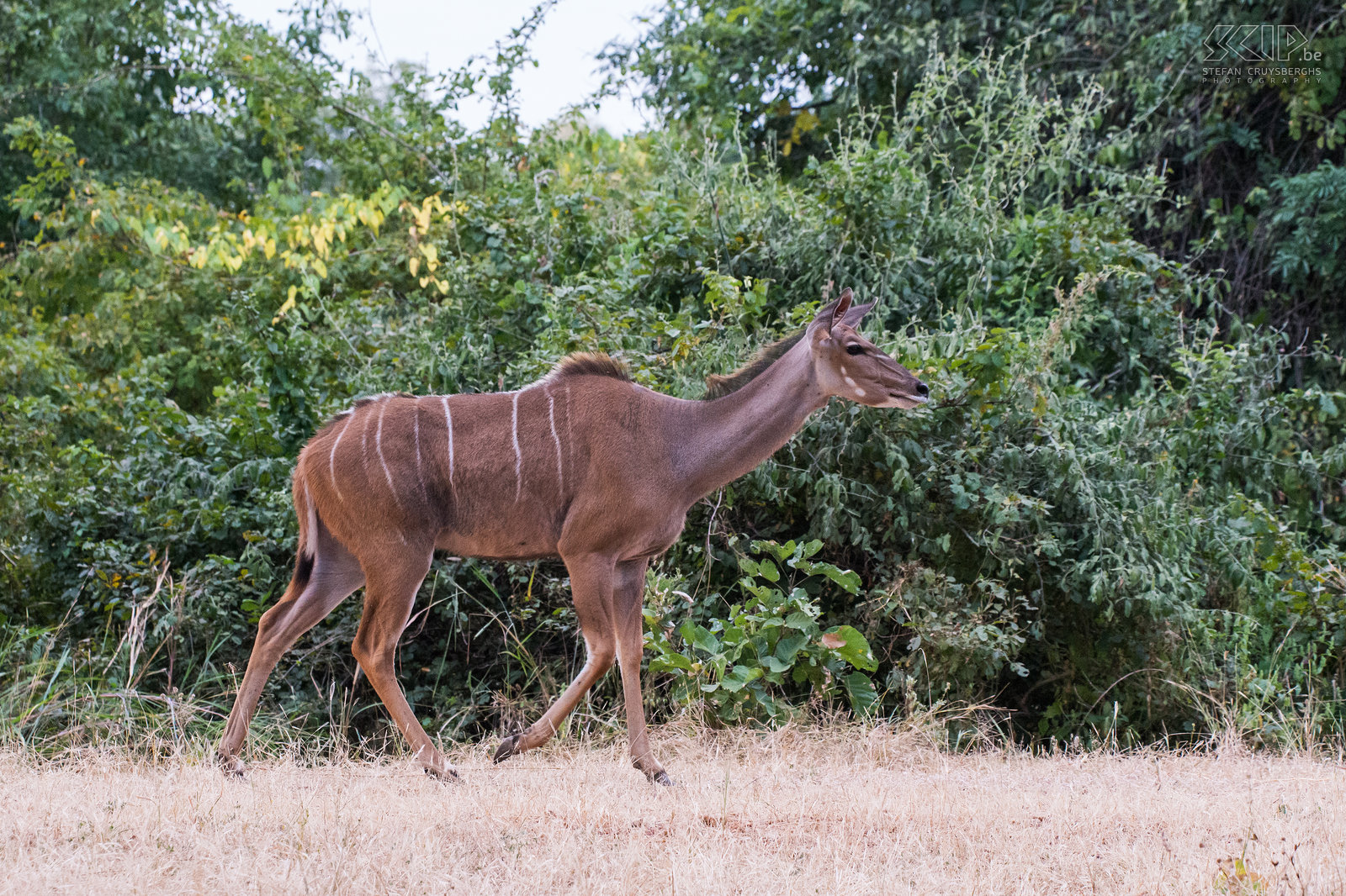 South Luangwa - Grote koedoe Vrouwelijke grote koedoe (Greate kudu, Tragelaphus strepsiceros) Stefan Cruysberghs